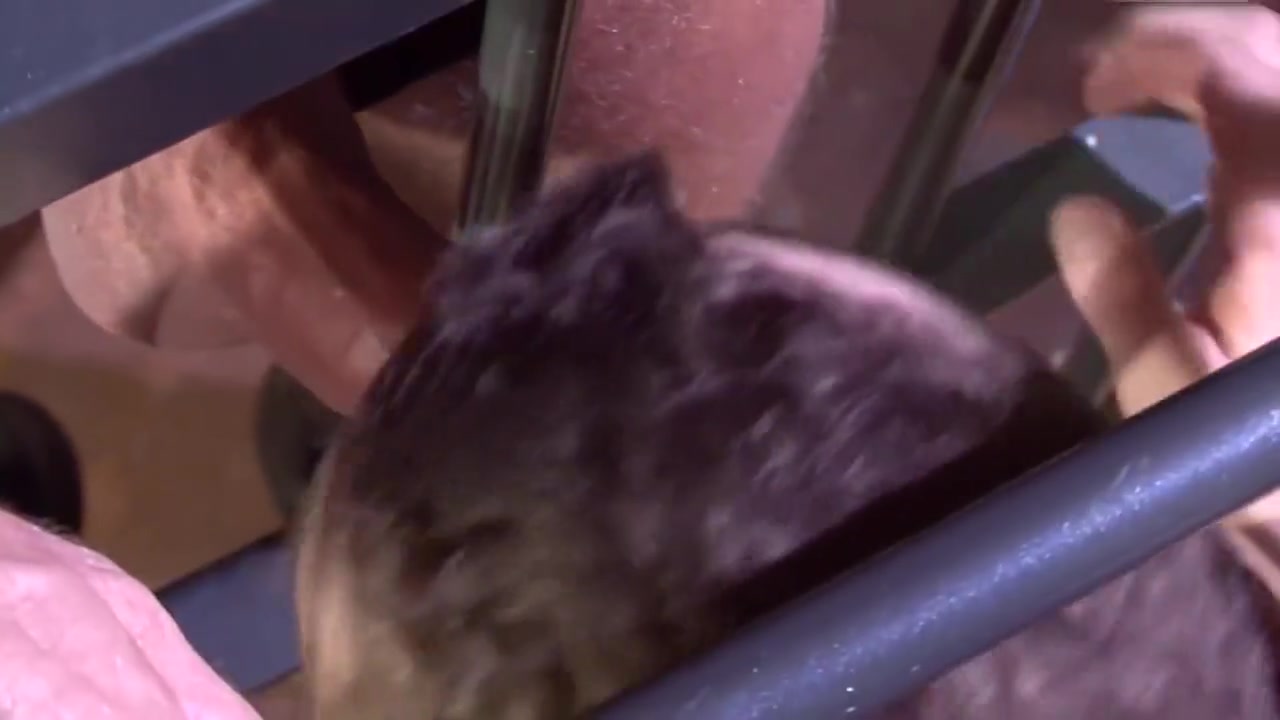 Muscular Slavemaster Lets His Lusty Playmate Lick His Chocolate Hole And Cock Then Receives Plowed Hard And Deep