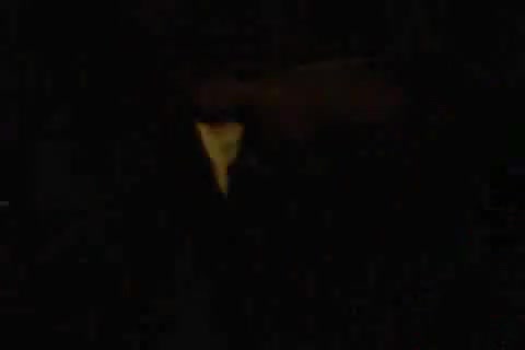 Sexy amateur look right in camera while sucking
