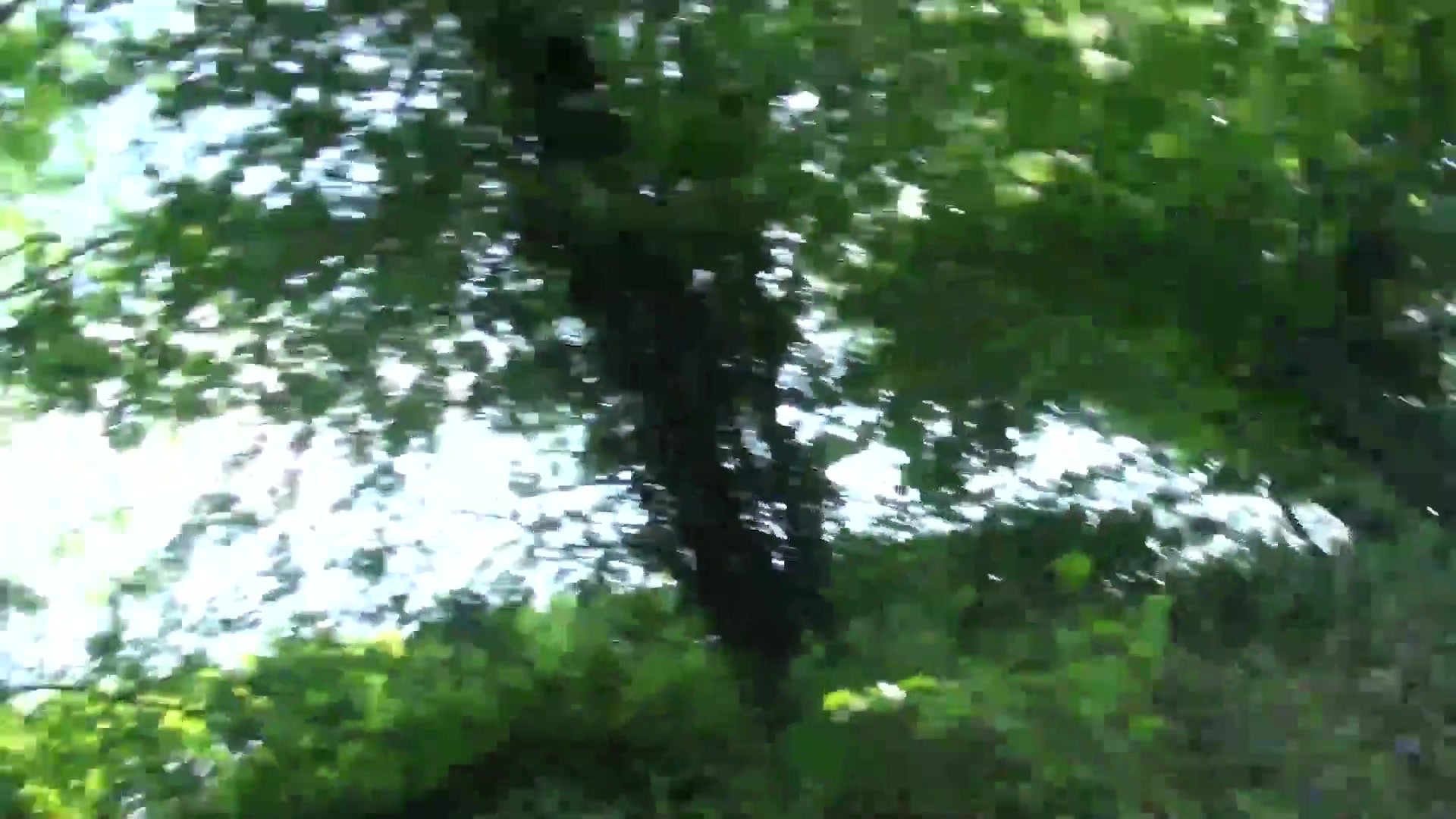 The Watcher In The Woods Pt2 - TacAmateurs