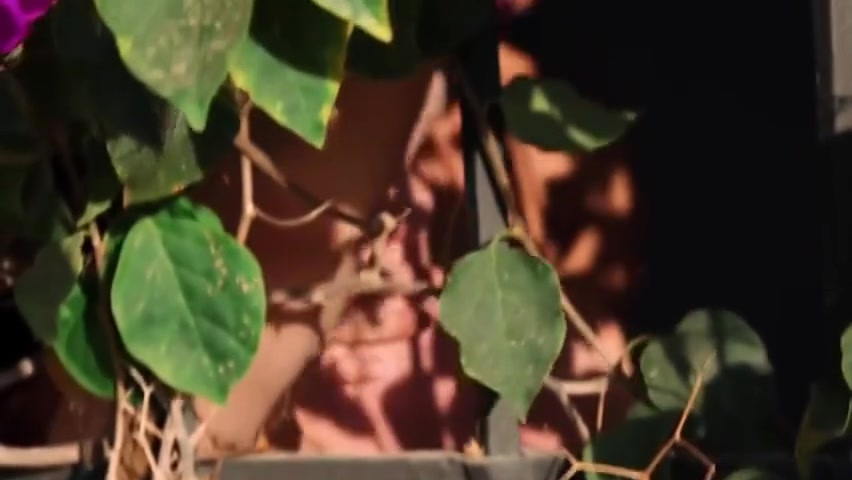 Fucking With The Gardener Stx