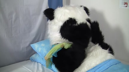 Messy sex to cure a sick panda