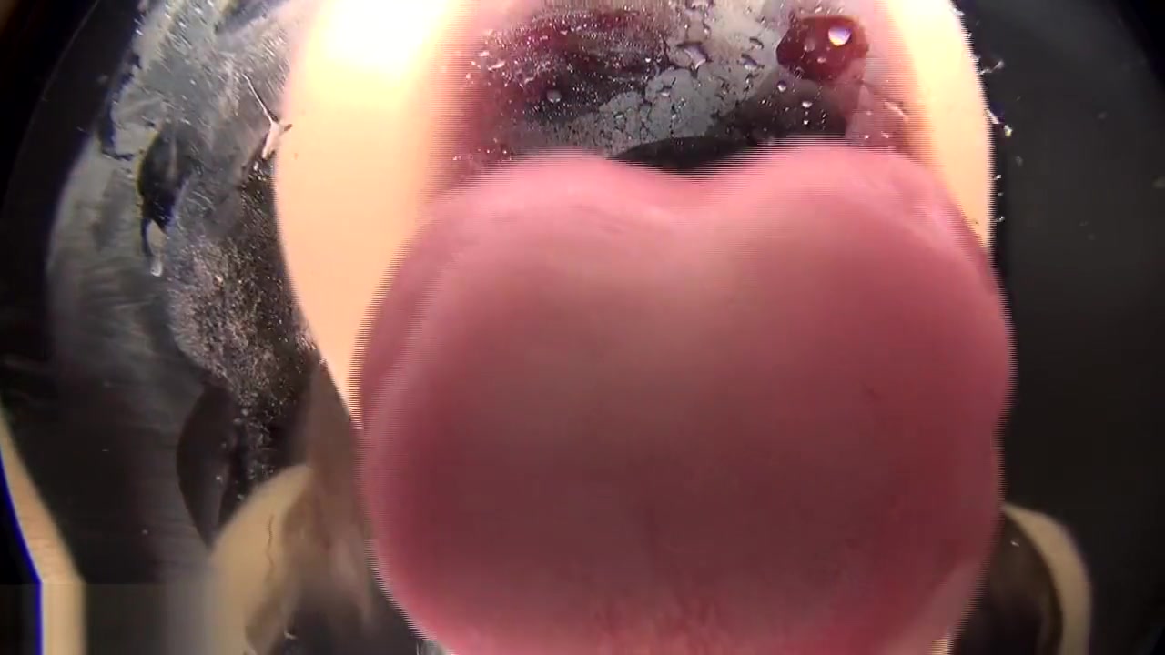 glass licking