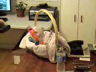 Webcam masturbation - XXXMina