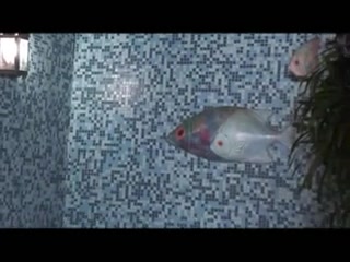 Lewd trannies gets fucked a lot