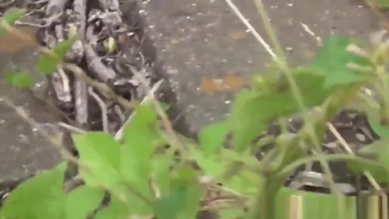 teen 18+ students 18+ Pee Outside