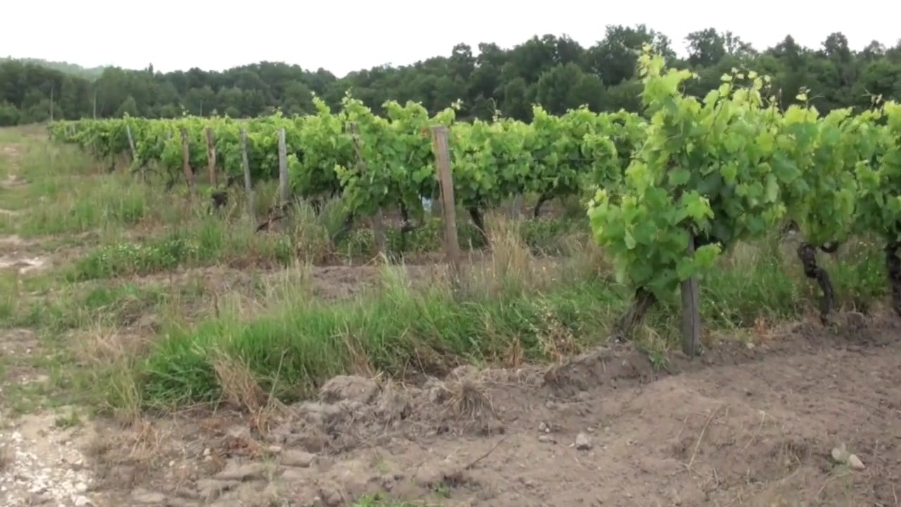 Nick fucked by straight worker in exhib wineyards - CrunchBoy
