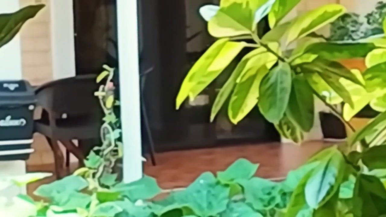 Hot Asian Girl Returns To Her Hometown After Many Years And Got Fucked Hard On Arrival