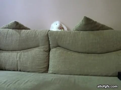 Stripteaseplay