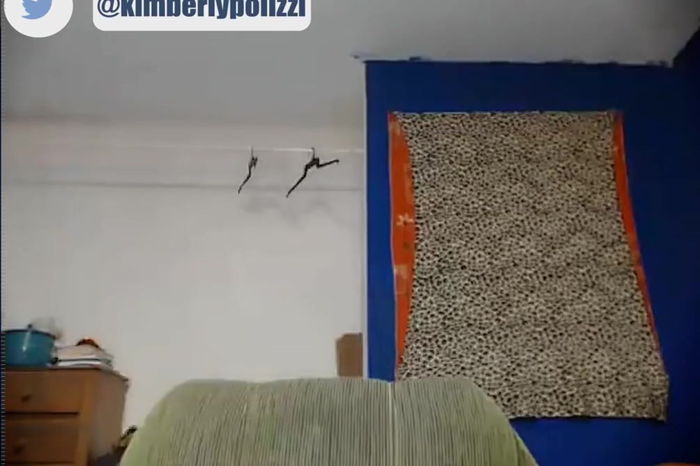 Kimberly Polizzi In Livestream 2017