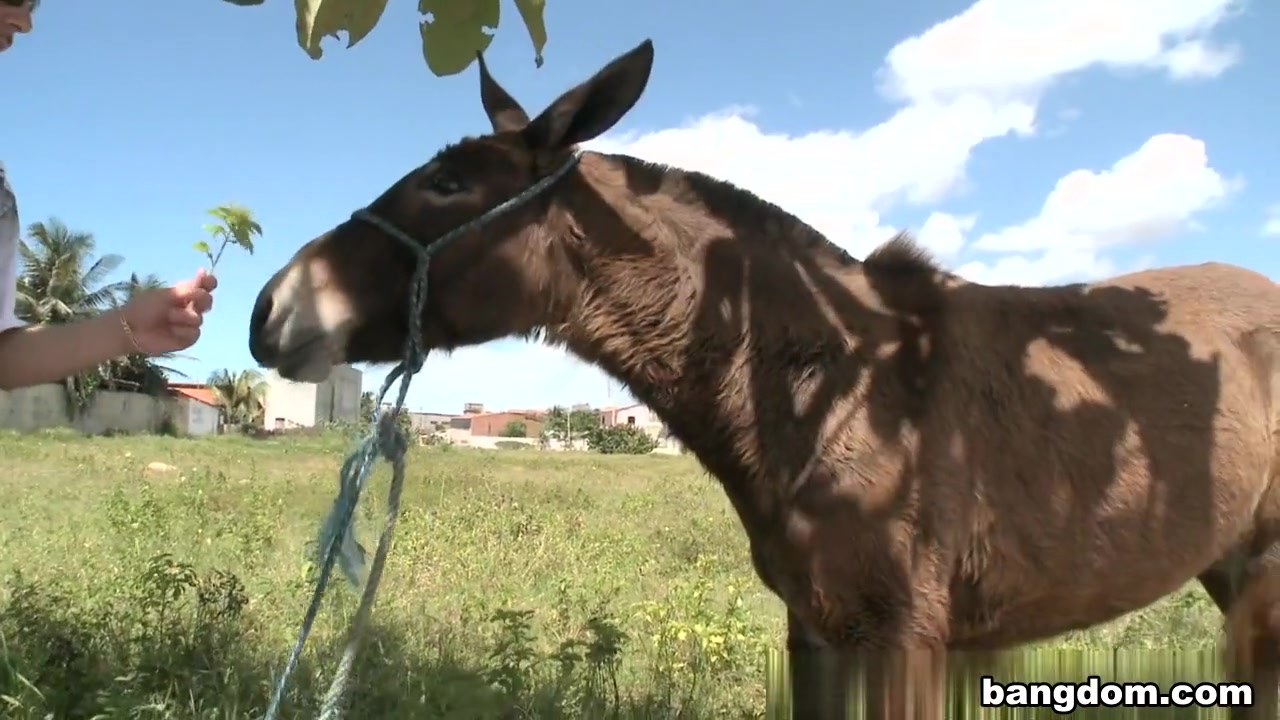 Viviane Melo in Donkeys & Brazilian Chicks