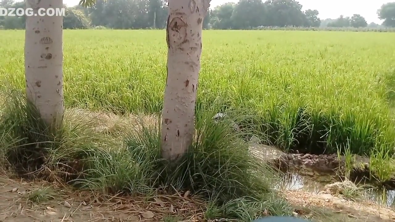 Muslim Randi Girl Road Pa Khari Ho Ker Logon Se Chodwa Rahi Thi Ne Bhi Chod Dala Aur Gand Phar Di