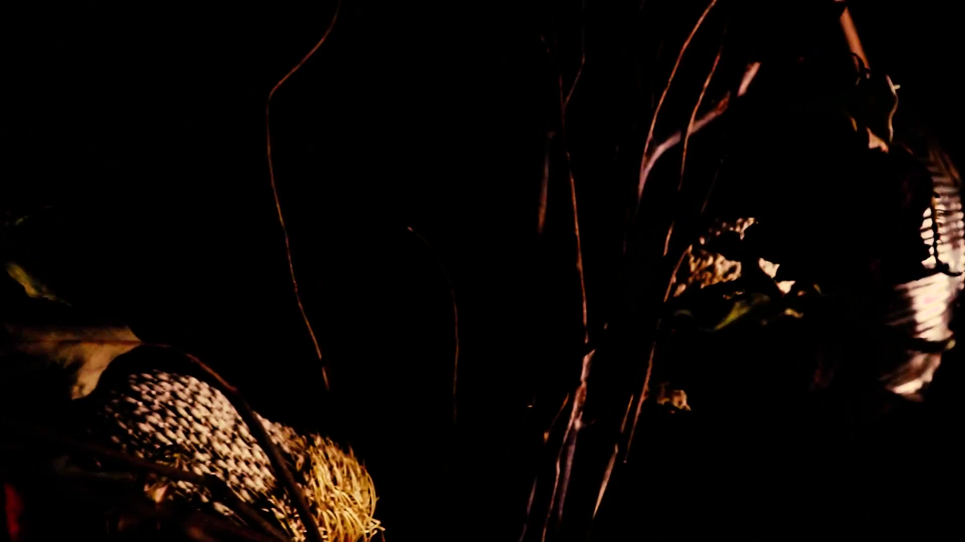 Dusk - Zcluster Music Video