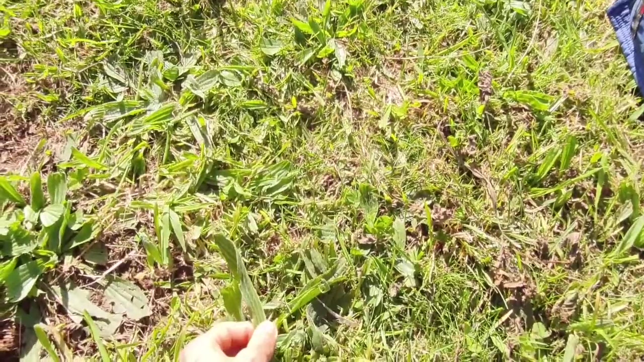 Walking In A Public Park, I Flashed Off My Pussy And Big Tits, And A Stranger Gave Me A Massage Ass 5 Min