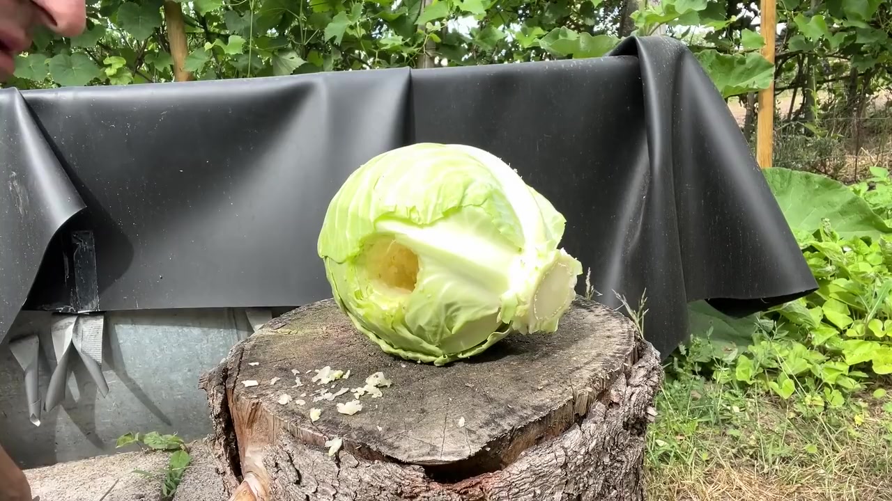 Kohlkopf Ficken Und Abspritzen