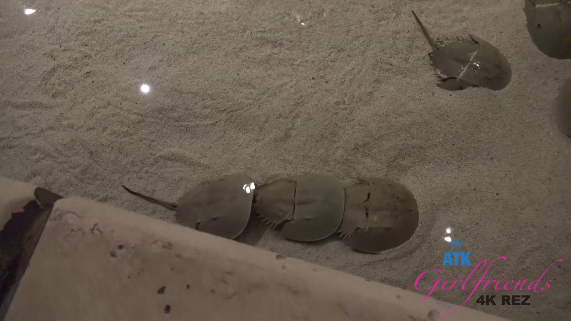 Virtual Vacation In Las Vegas With Khloe Kapri 1/3