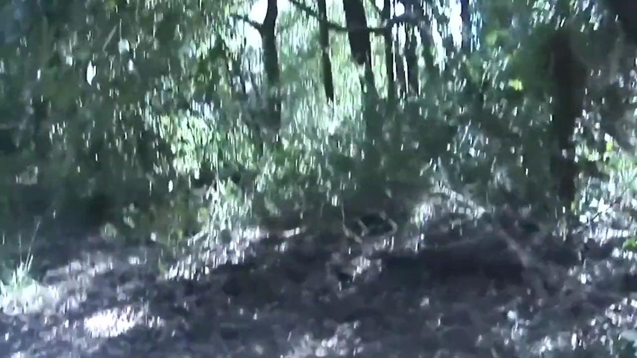 In The Forest She Sucks Him And Then Fucks