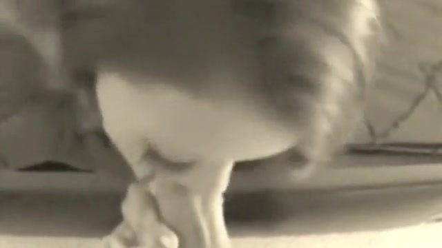 POV sex video of a slut engulfing on my stiff rod