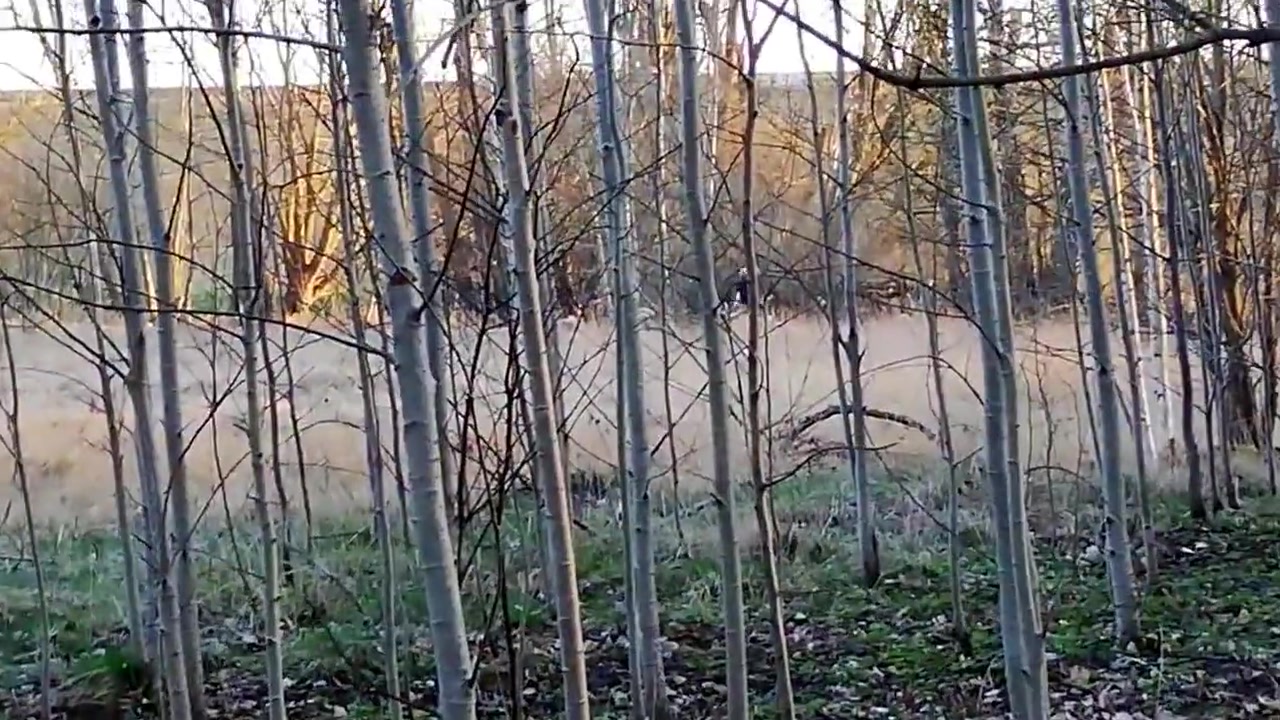 Step brother fucked stepsister in a barbecue forest in coronavirus epidemic 2020