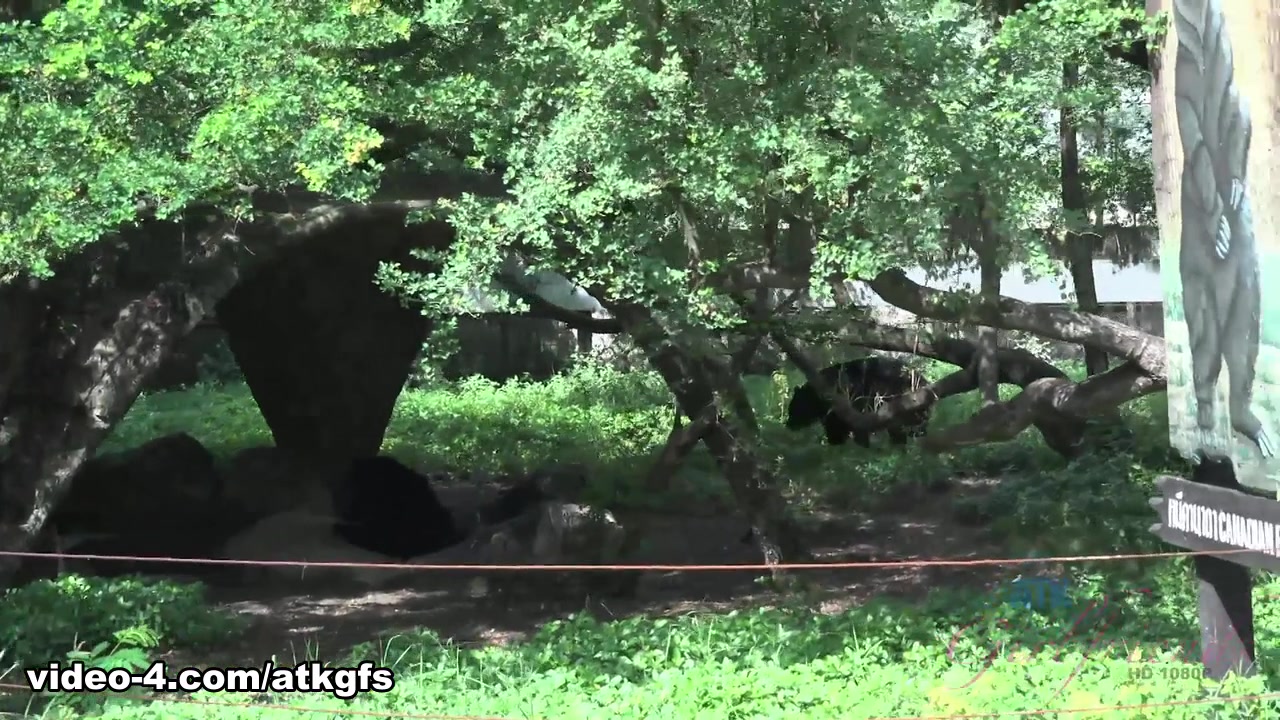 Piper Perri in Piper feeds lots of animals at Safari World - ATKGirlfriends