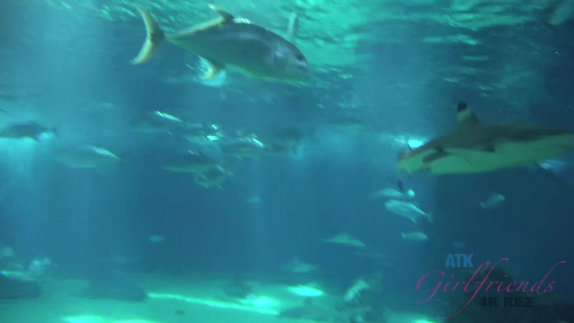Virtual Vacation In Hawaii With Haley Reed Part 9