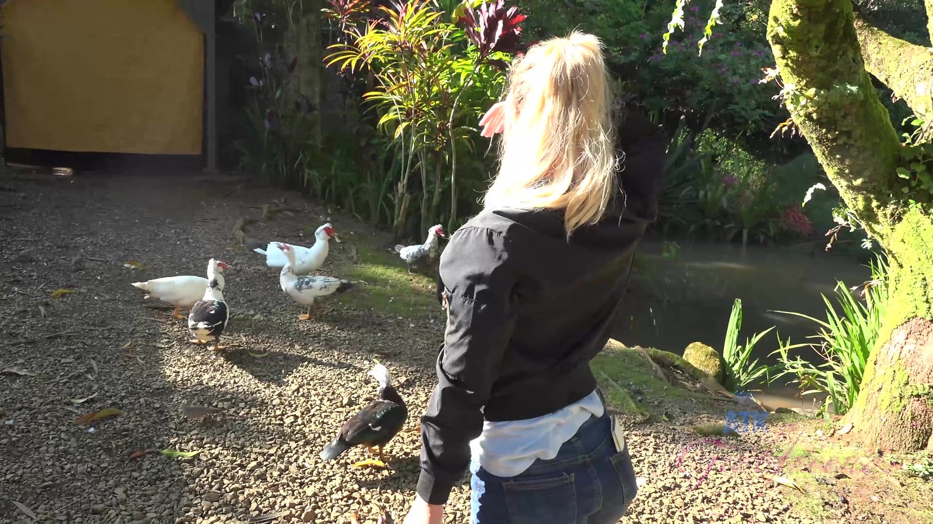 Virtual Vacation In Hawaii With Bailey Brooke Part 7