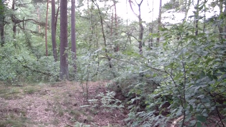 Me and my gf receive big O from the excited fuck in the wood