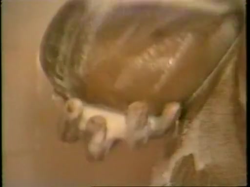 Barbara Alton, Christy Canyon, Carmel Nougat in classic fuck clip