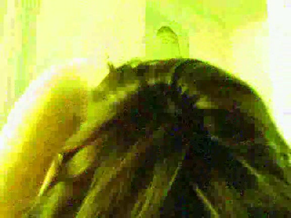 She jerks and licks his cock hoping for some sweet juice