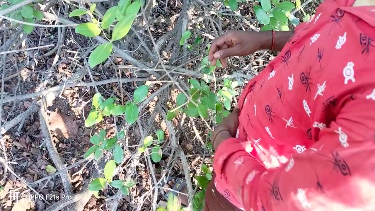Forest Jungle Teacher &stepbrother Masturbation In Outdoor - Indian Gay Movies In Hindi