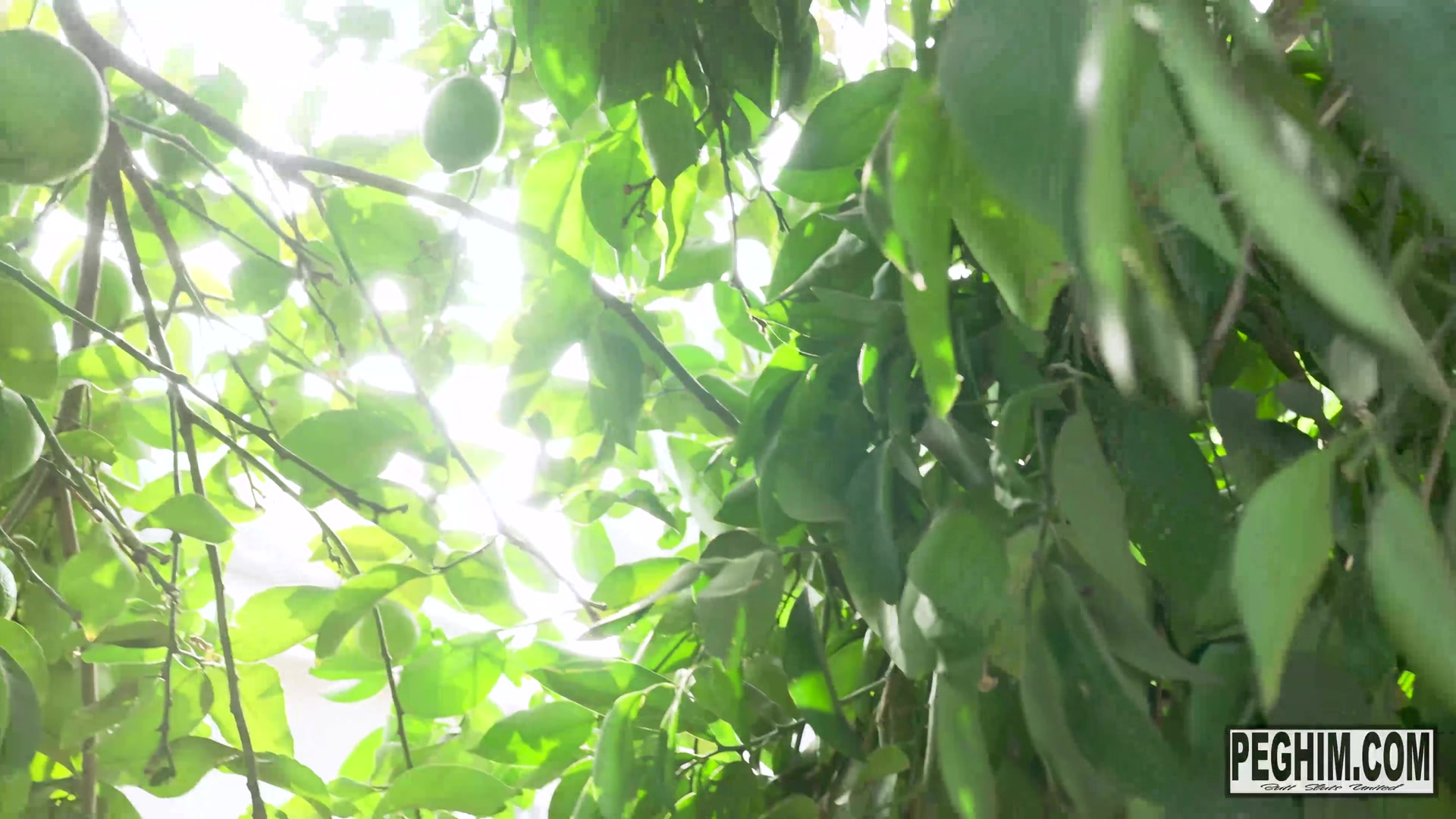 Unripe Fruit Eliza Eves Is A Slutty Neighbor - Sex Movies Featuring Peghim