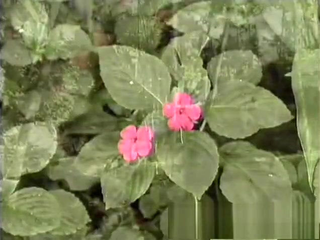 Nature Sex - completely taut