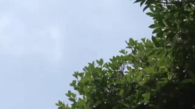 06452,Japanese lewd sex videos