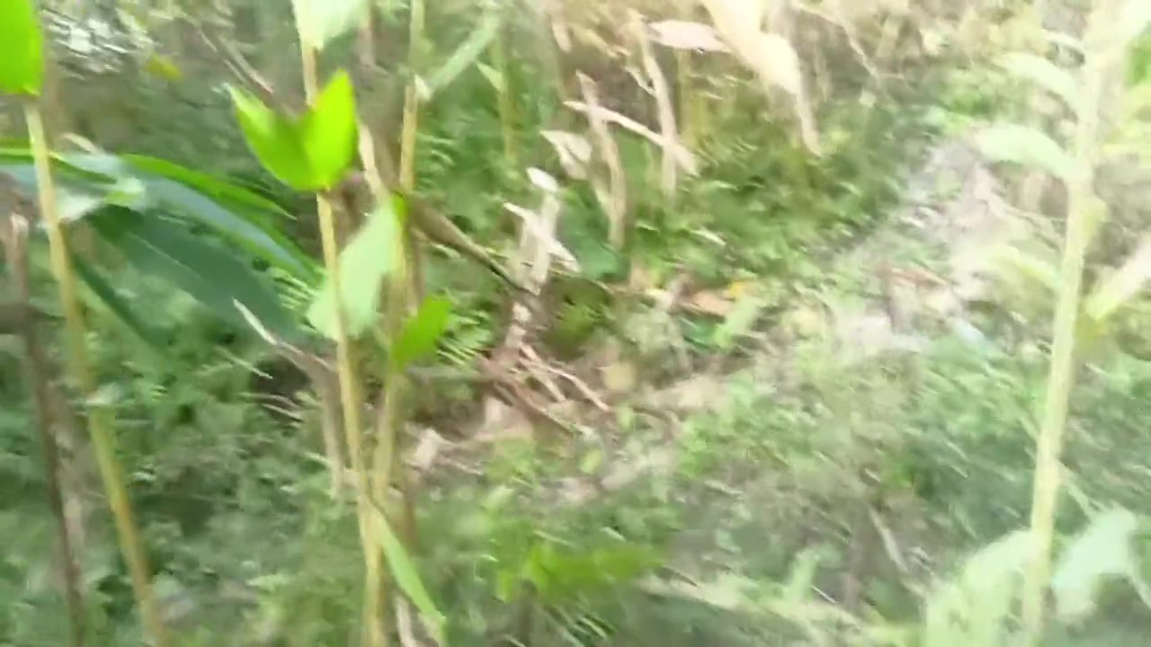 Assams Village Pure Gay With Big Cock Assamsexking Fucking In A Forest B