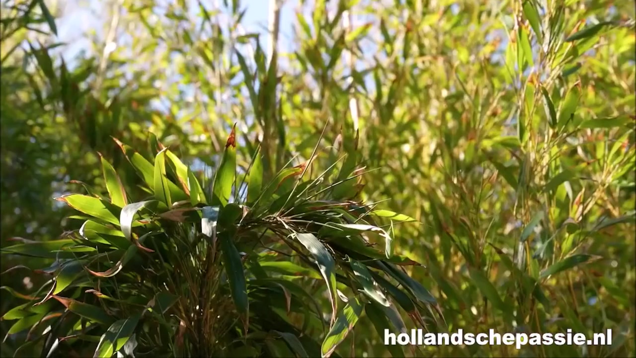Dutch Mel Melicious Fucking Outdoors