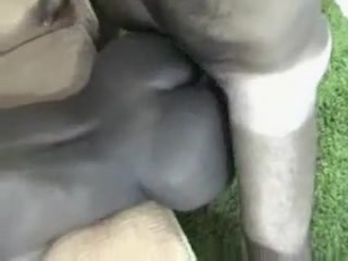 Black girl was invited by a white dude to have a wild fuck
