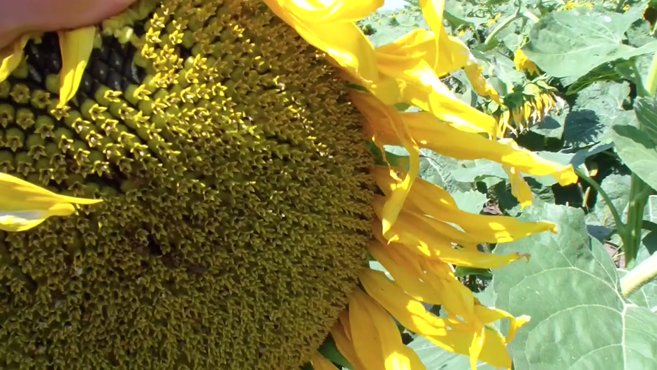 Real passion of teenage couple in the field of sunflowers