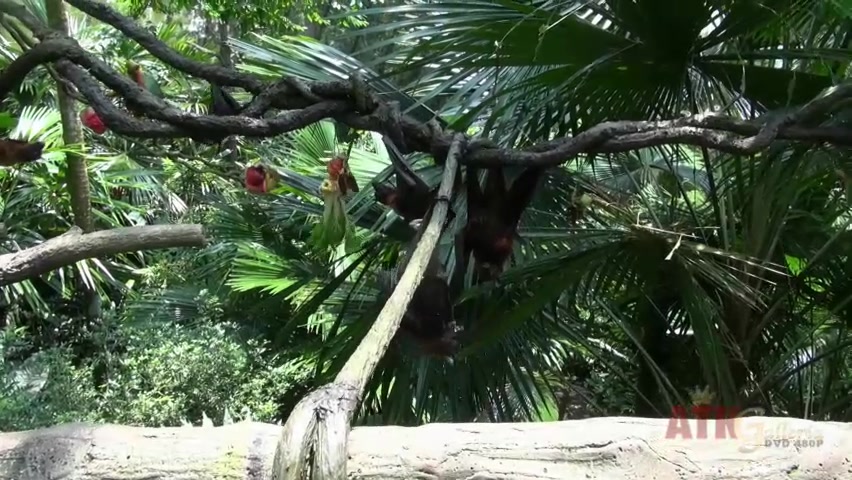 ATKGirlfriends video: Hope Howell is visiting the with you in Singapore