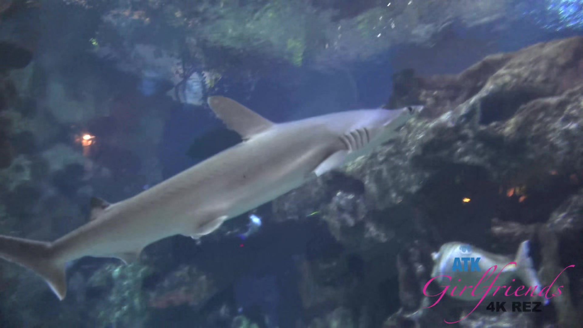 Virtual Vacation In Las Vegas With Rina Ellis Part 1