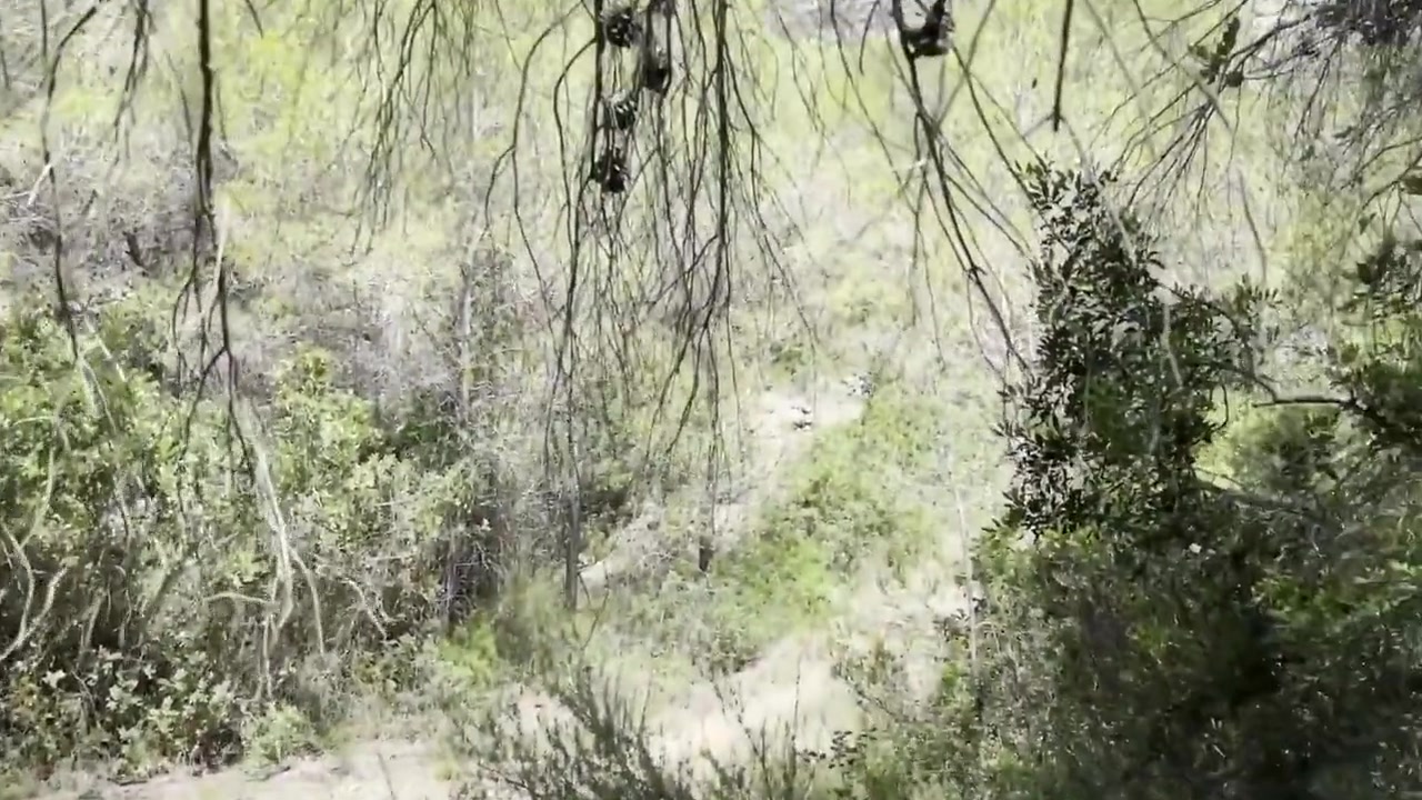 Blonde Girl Find A Place In The Woods To Give A Blowjob To His Friend