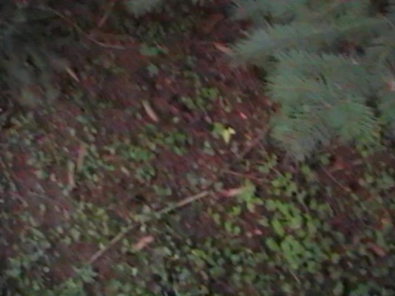 I fuck my sexy girlfriend in the forest and in bedroom