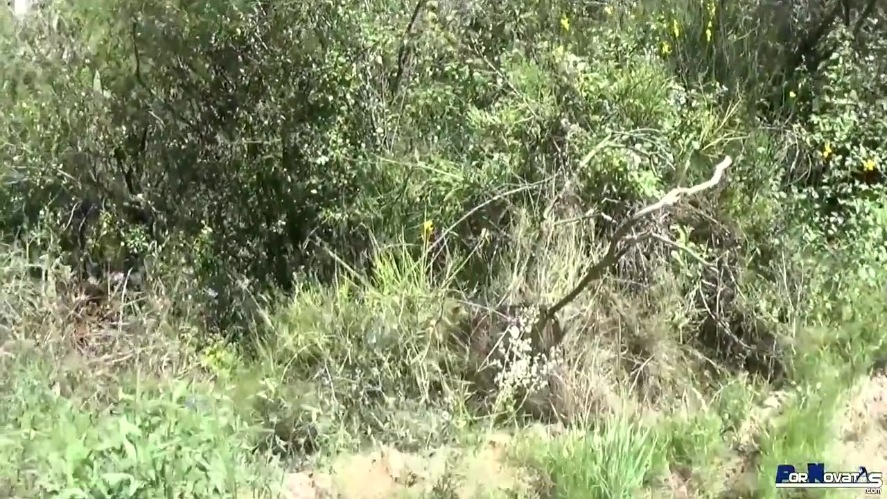 Little Spanish Brunette Mature Fucking And Sucking Big Cock In The Mountains. full Escene