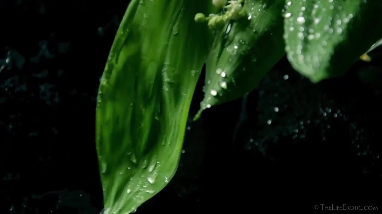 Wet Flowers 2 - Raeah - TheLifeErotic
