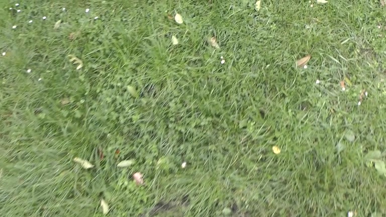 Public blowjob from a beauty
