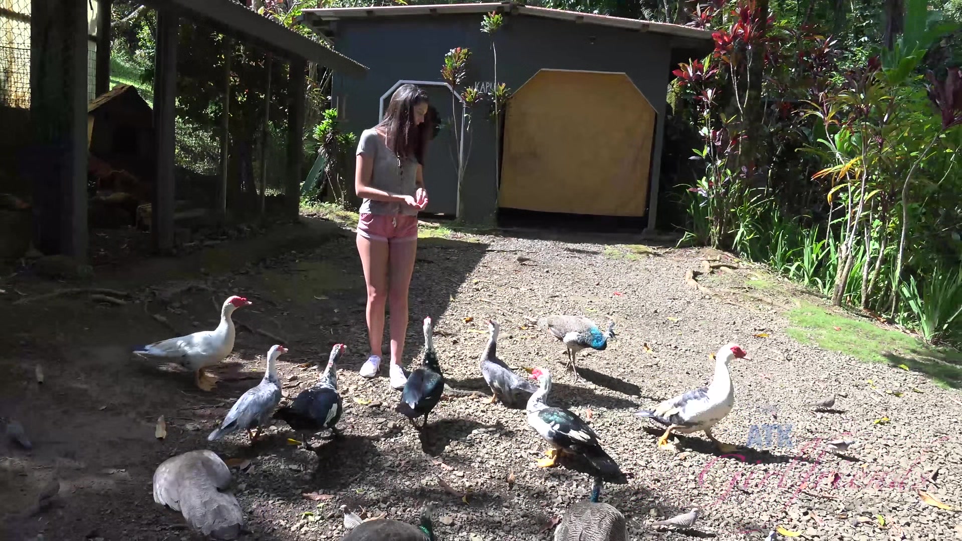 Virtual Vacation On Hawaii With Olivia Lua 3/9