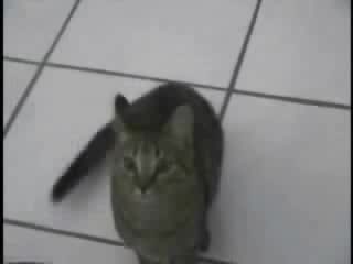 Black babe was seduced in the morning by a white lad