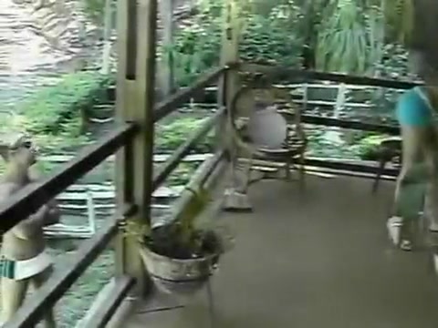 tranny Vanessa plows And receives driled