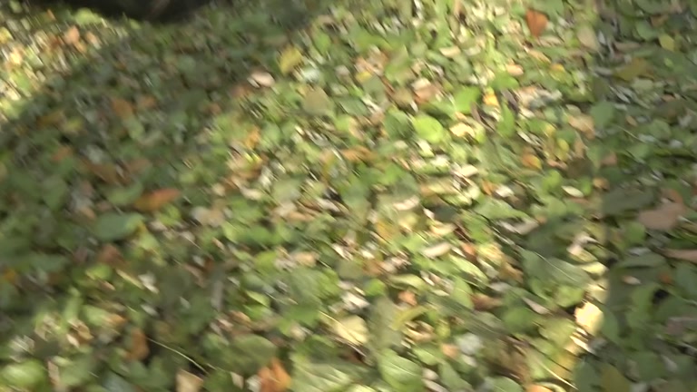 Outdoor blowjob and cum eating