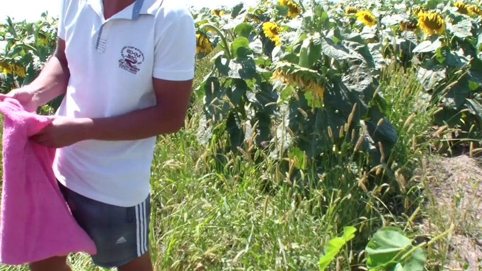 Man fucking his cute amateur girlfriend among sunflowers