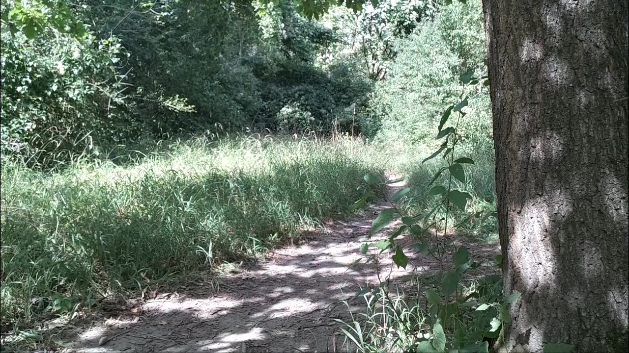 3 Hard Cocks