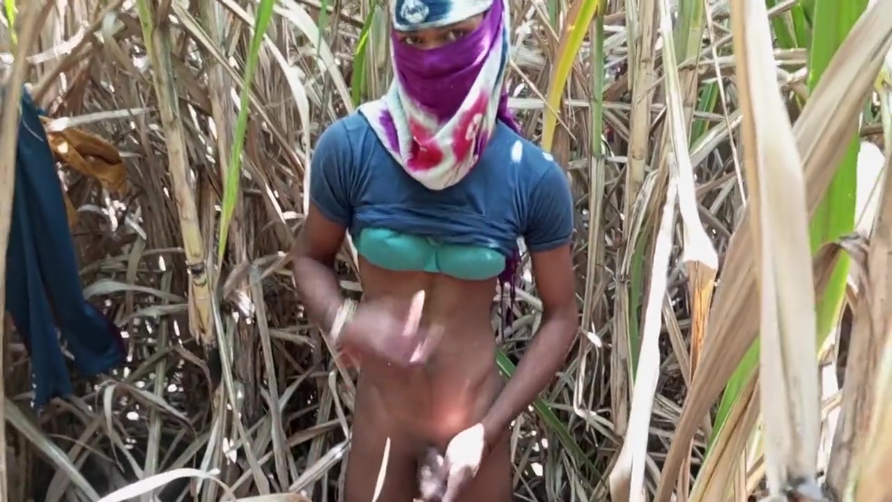 Field Full Of Greenery And Today Its Was Fun - Sugar Cane